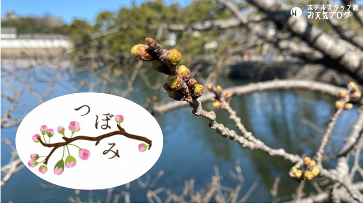 彦根お天気ブログ |つぼみ、ぐんぐん成長中！≡ヽ( `・ω・ )ﾉ開花予想