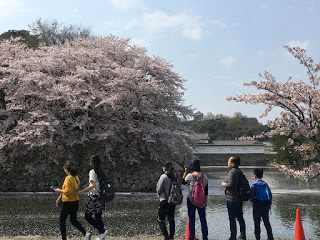 桜舞い散る