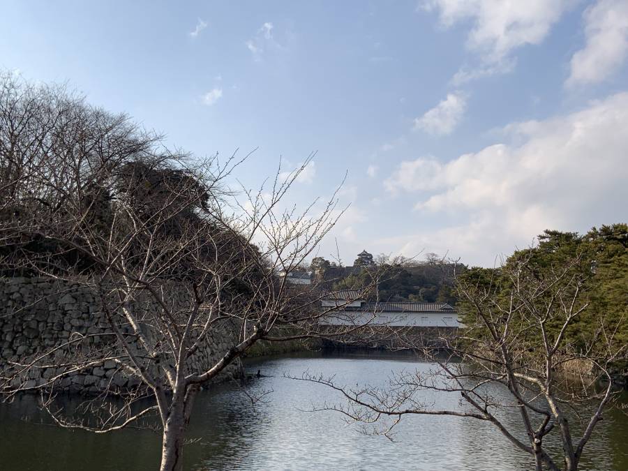 |彦根お天気ブログ|　冬から春にバトンタッチヽ(^o^)丿