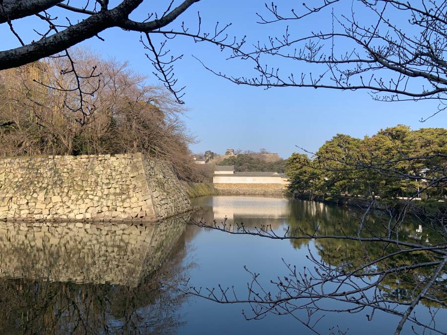 |彦根お天気ブログ|　桜の蕾状況(*^_^*)✿