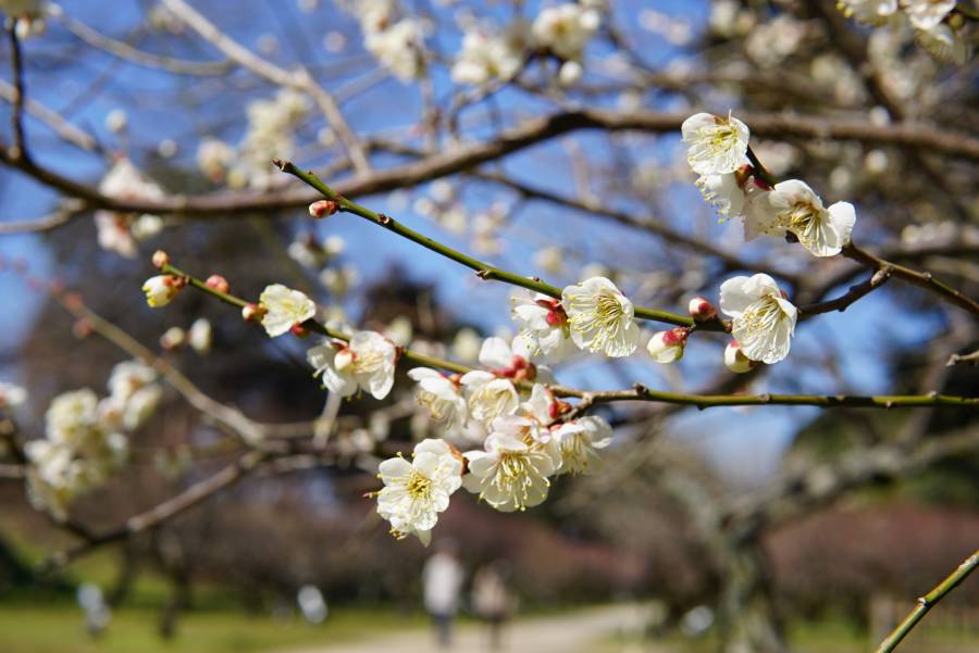 |彦根城の梅イベント| 梅林の見頃とひこね梅あかり