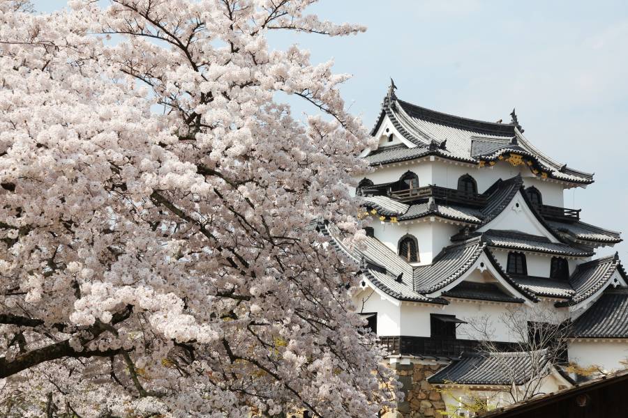 |彦根城の桜イベント| 桜の見頃と ひこね桜まつり