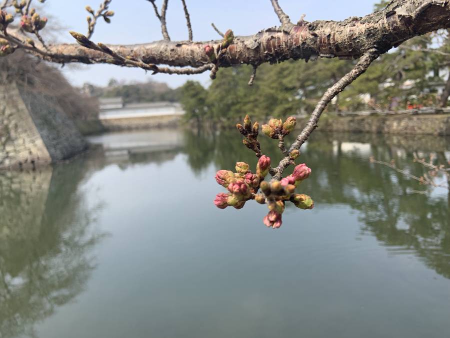 今日の桜の様子/ホテル前