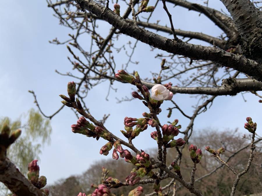 ホテル前桜の木