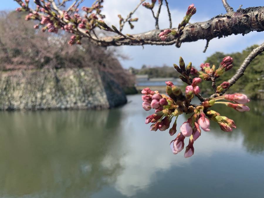 本日の桜