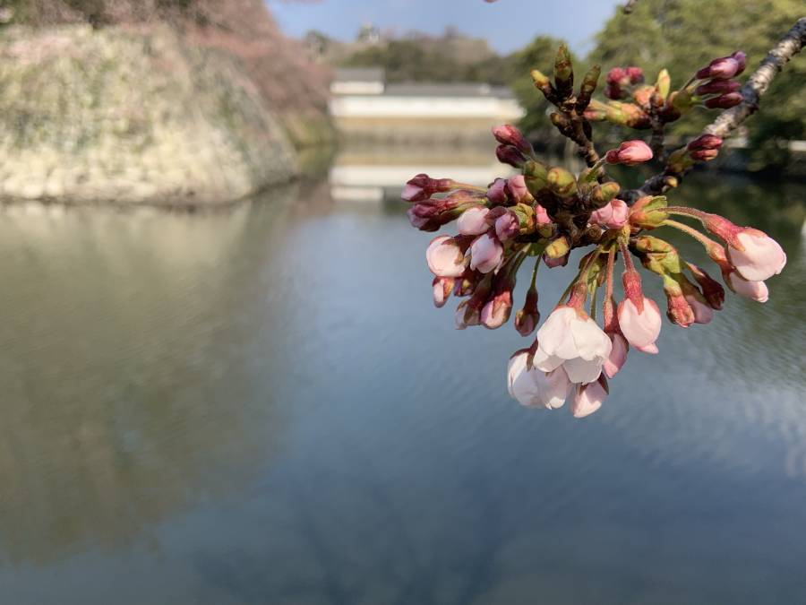 本日の桜