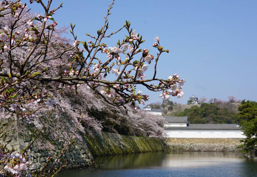 彦根城の桜 五分咲き（2019.4.6）