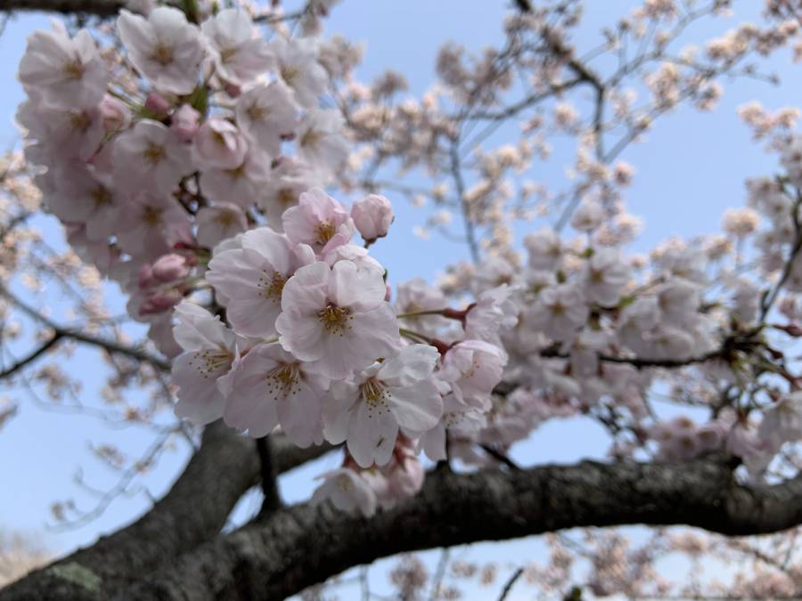 ホテル前桜(4月7日A.M.9:00)