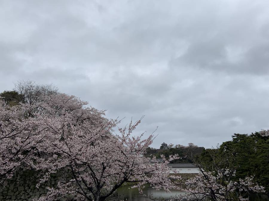 今日の桜