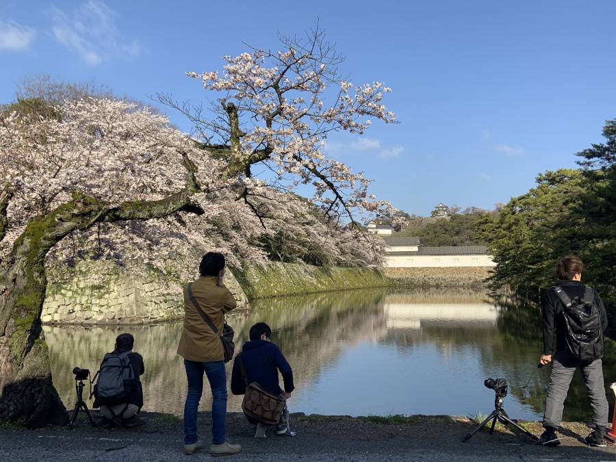 昨日の桜