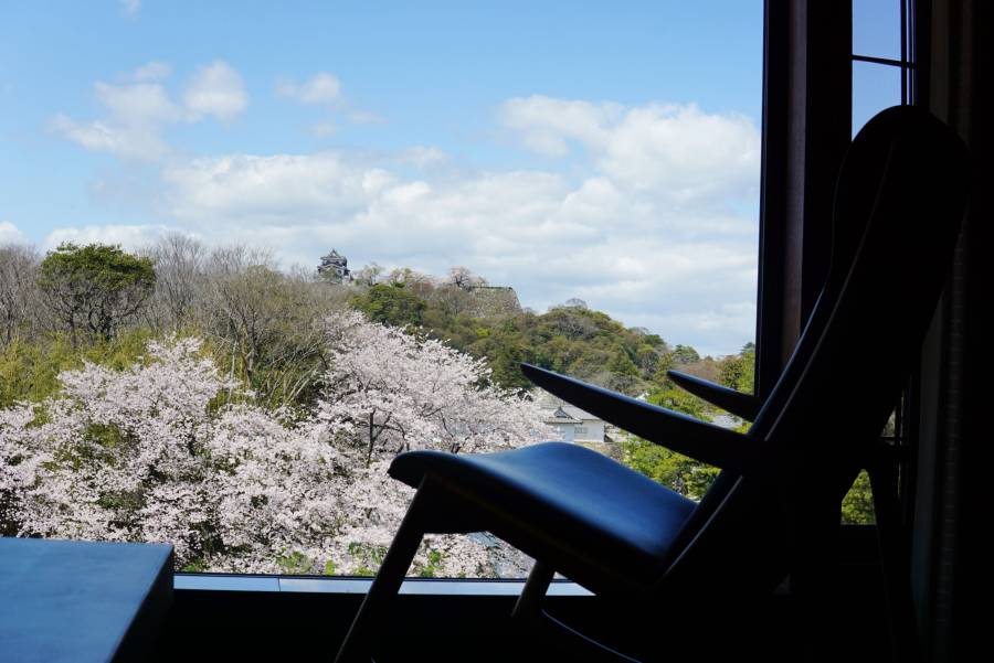 |彦根お天気ブログ| 贅沢な満開の桜との時間