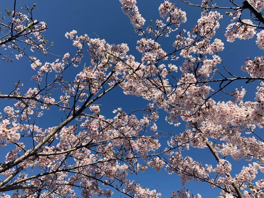 本日の桜　ホテル前(A.M.9:00)