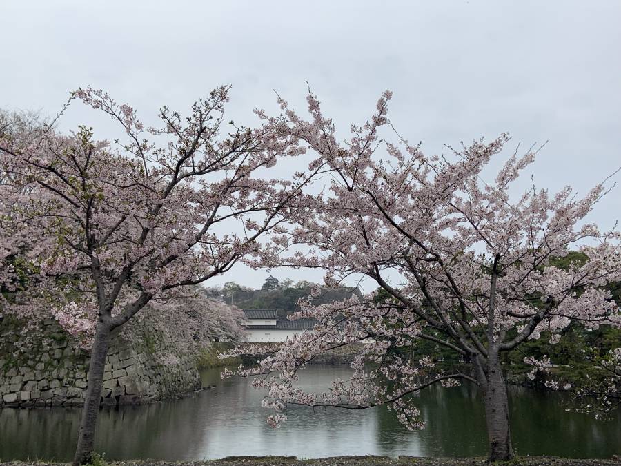 雨の桜と彦根城