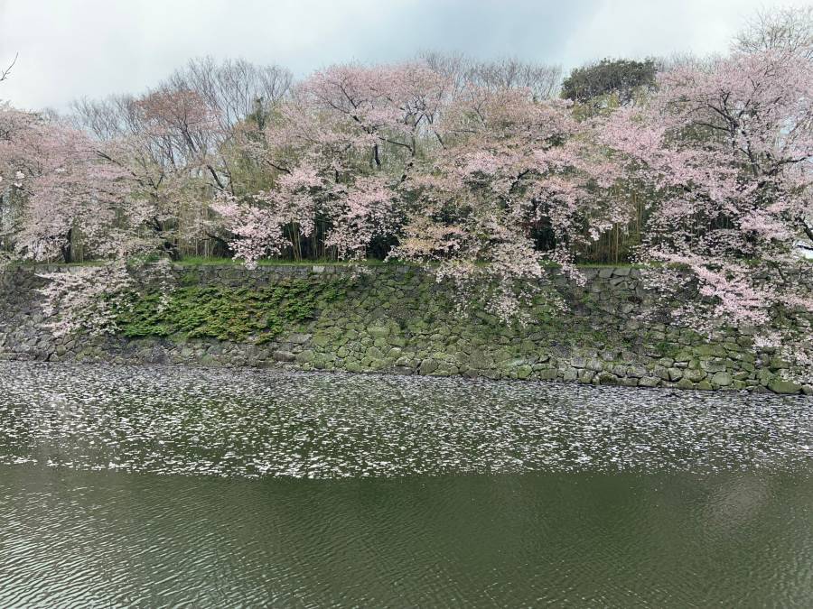 |彦根お天気ブログ|彦根城の桜、また来年♪