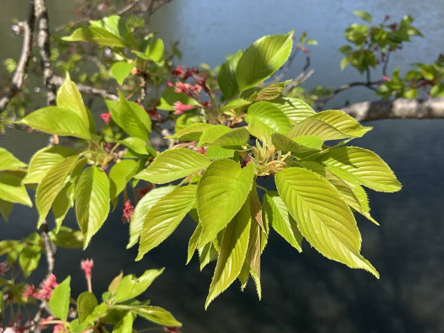 |彦根お天気ブログ|若葉のつややかな緑色(^^)/