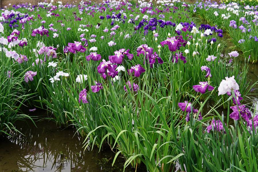 | 花暦 5月 | 庄堺公園のバラとしょうぶ