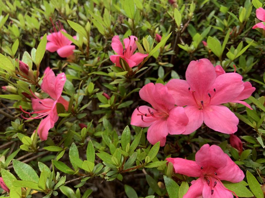 |彦根お天気ブログ| 5月最終日☆