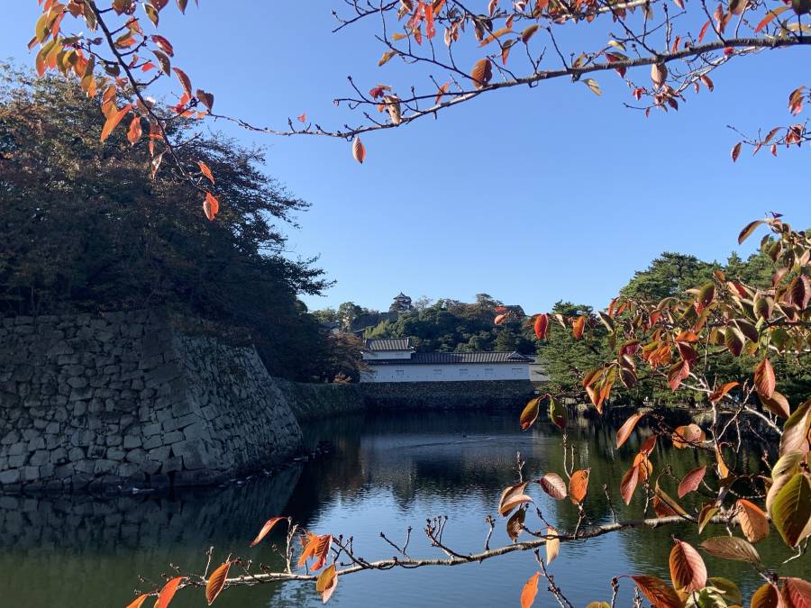 |彦根お天気ブログ|紅葉の色づく条件とは!(^^)!