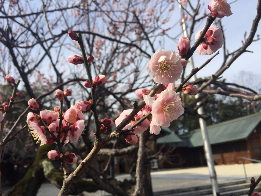 | 彦根お天気ブログ | 三月朔日　ポカポカ陽気！春の訪れ　ー護国神社の夫婦梅ー