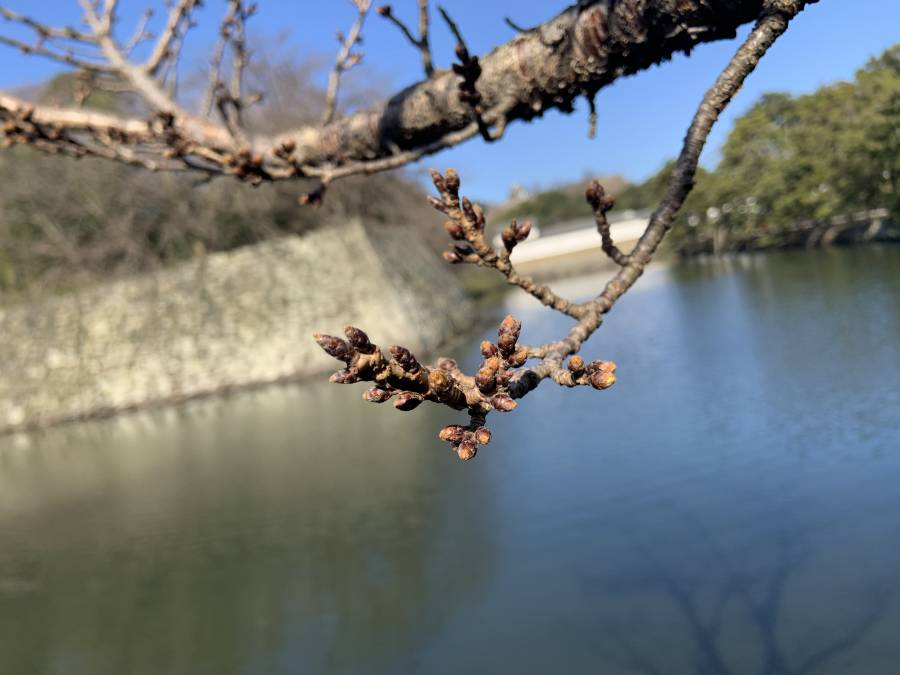 | 彦根お天気ブログ | 春は急ぎ足！来週は気温上昇↑↑↑