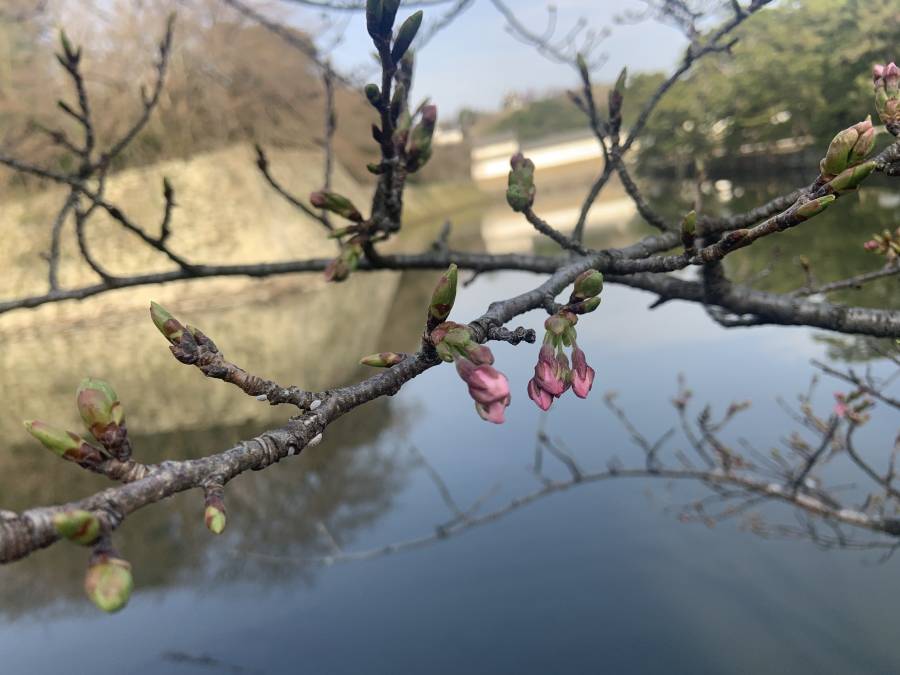 | 彦根お天気ブログ | 春が足踏み！桜の開花まーだだよ！