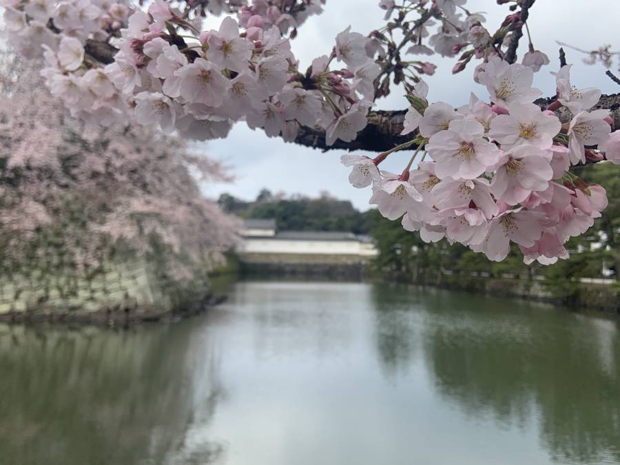 | 彦根お天気ブログ | 4月スタート♪5分咲き(*^_^*)✿