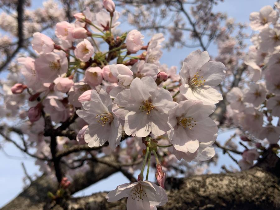 本日のホテル前桜