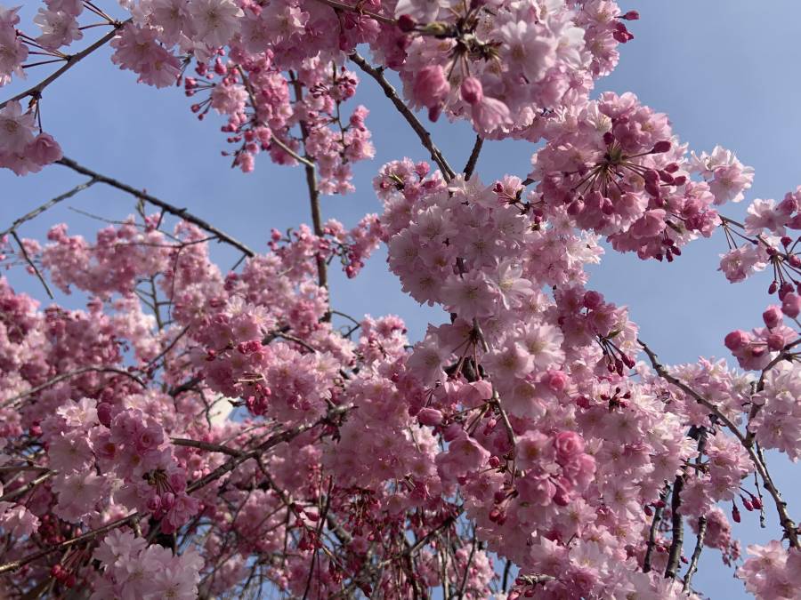 護国神社のしだれ桜