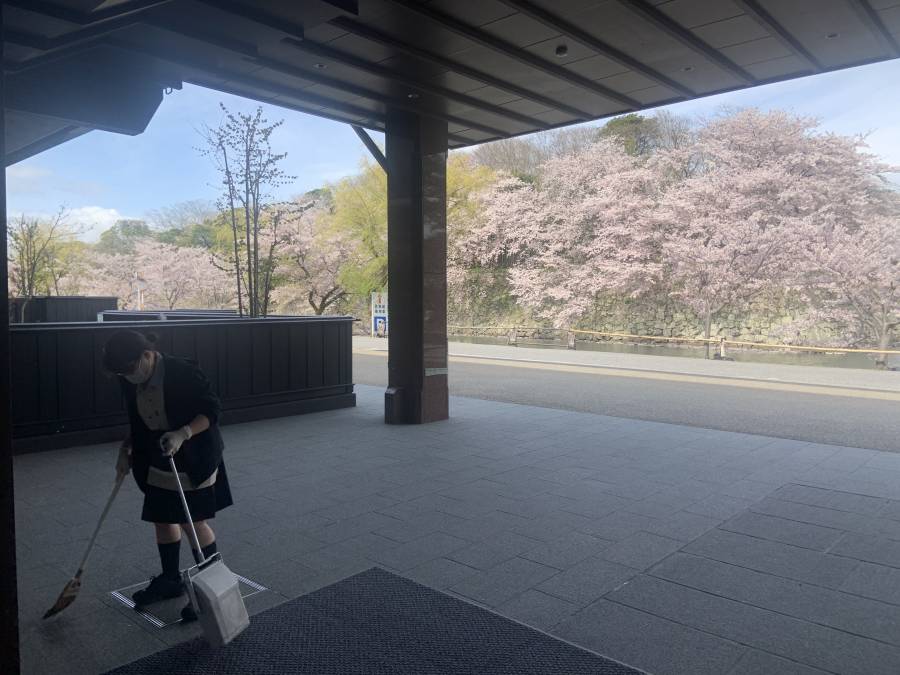 | 彦根お天気ブログ |雪のように舞う桜