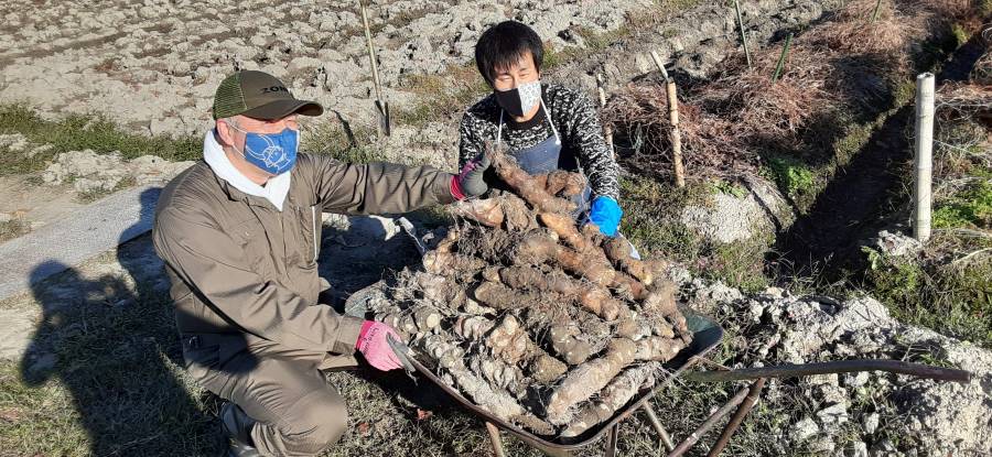 滋賀の伝統野菜・秦荘山芋を収穫