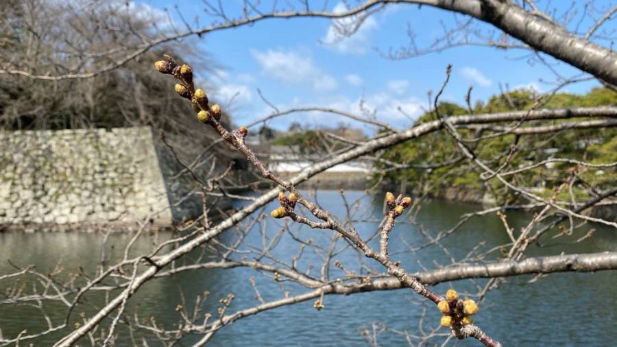 彦根市桜の開花予測✿