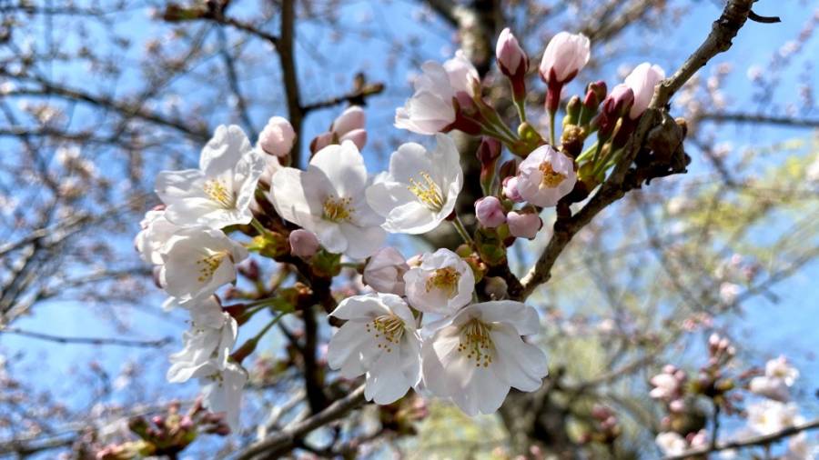 | 彦根お天気ブログ |早めの開花！