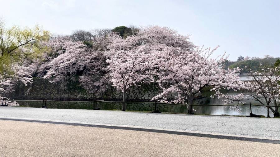 | 彦根お天気ブログ |　満開日！