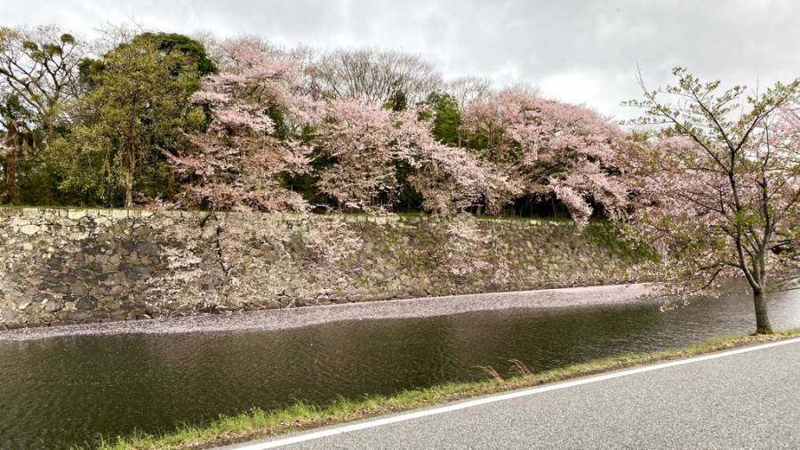 | 彦根お天気ブログ |　桜吹雪