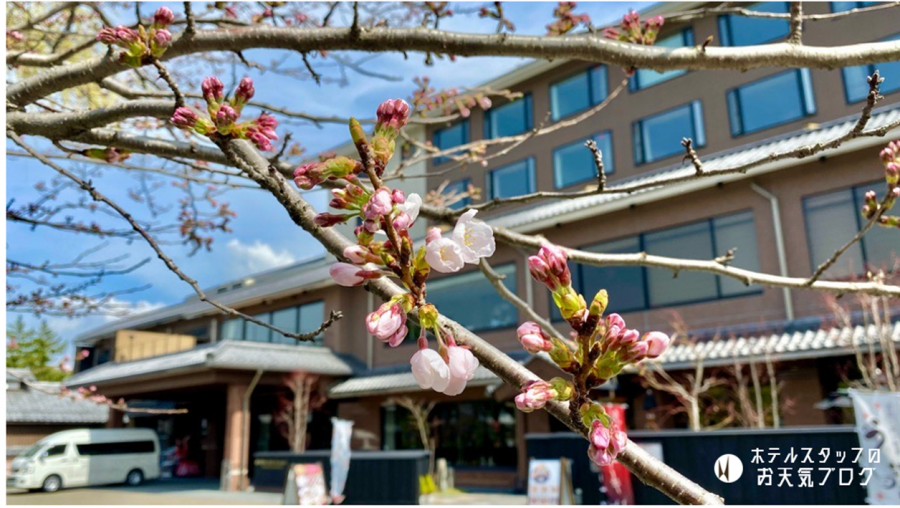  | 彦根お天気ブログ | 桜、開花✿