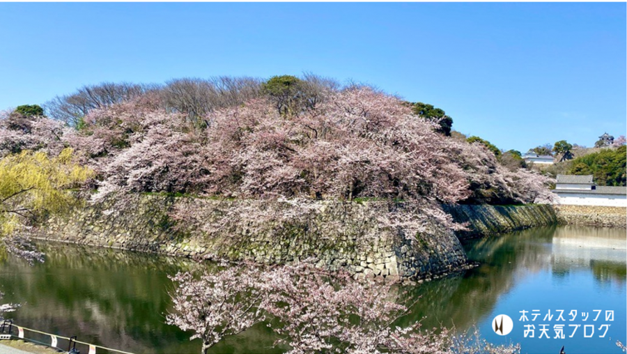 | 彦根お天気ブログ |天気は晴天・桜は満開✿