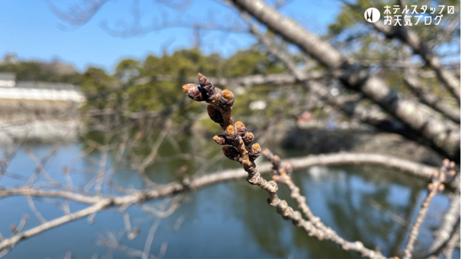 ホテル前　さくらのつぼみ