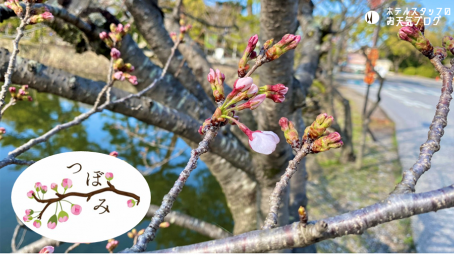 | 彦根お天気ブログ |一輪開きはじめました！ /彦根にぎわい市開催中♪