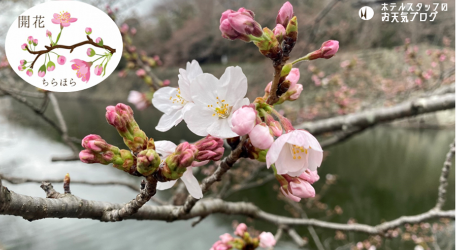 | 彦根お天気ブログ |✿✿開花宣言～！！✿✿