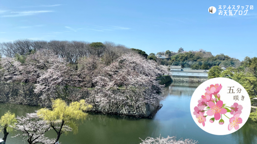 | 彦根お天気ブログ |順調に咲いております✿