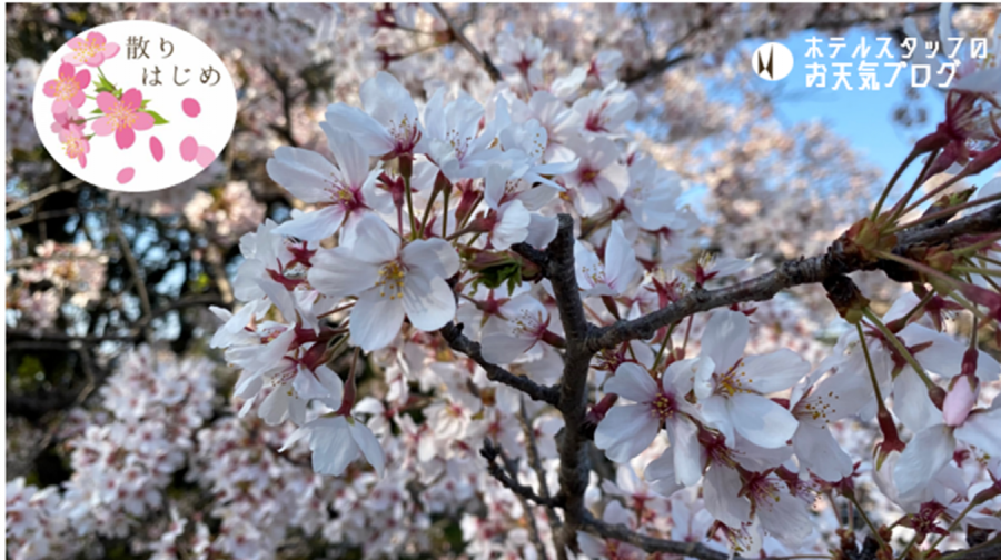 | 彦根お天気ブログ |花びら舞う♪花ごと落ちている桜の訳
