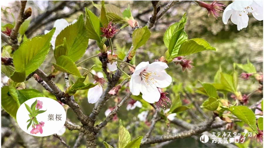 | 彦根お天気ブログ |すっかり葉桜～✿/4月彦根で朝市のお知らせ