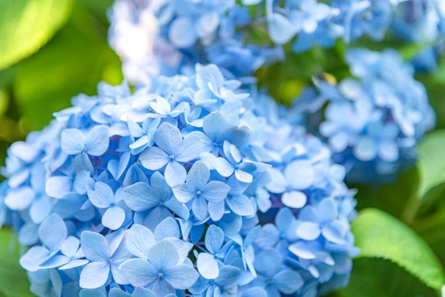 |彦根お天気ブログ| 梅雨、紫陽花の季節('ω')ノ