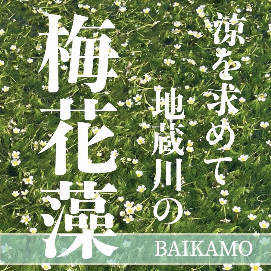 | 彦根お天気ブログ |【地蔵川の梅花藻】