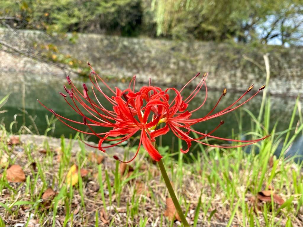 | 彦根お天気ブログ |芸術の秋♪