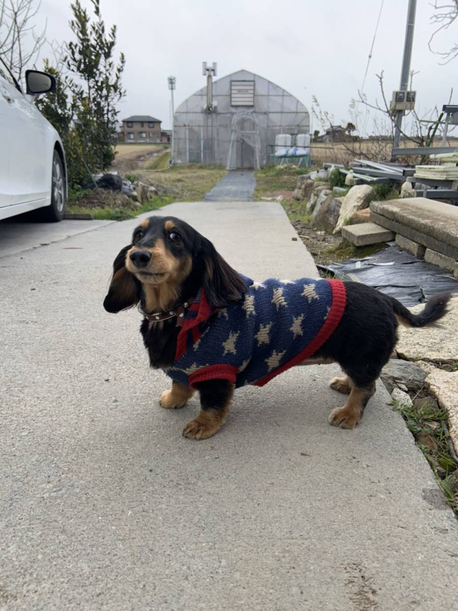 看板犬りっちゃん