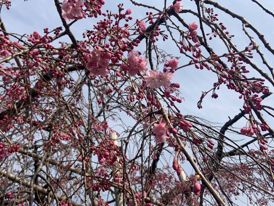 護国神社　しだれ桜