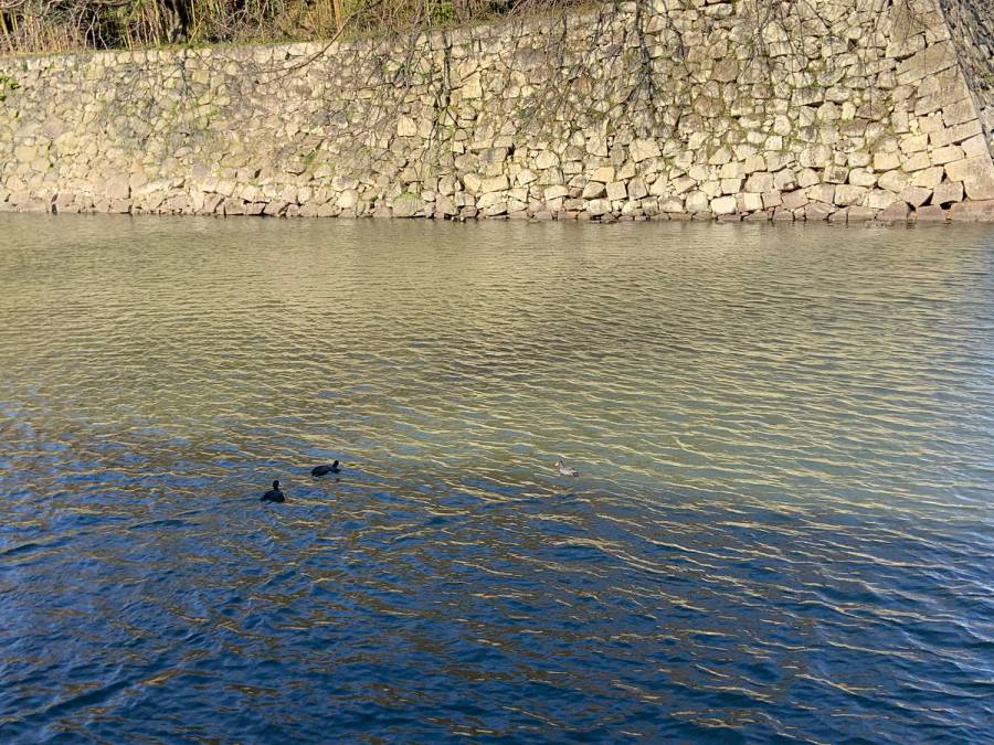 お堀の水が風でナミナミ