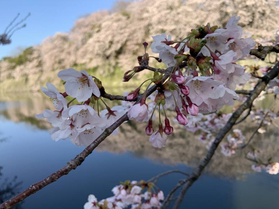 これから咲く桜も