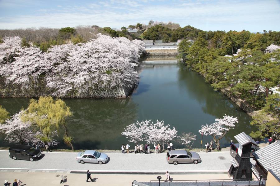 城見のテラスからの桜の彦根城